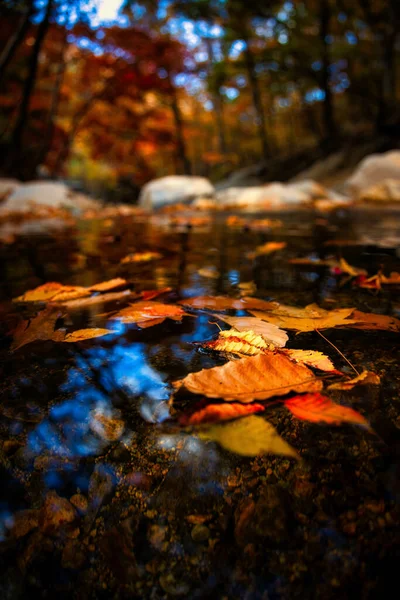 Μια Εκπληκτική Λήψη Ενός Ποταμού Γεμάτου Πολύχρωμα Φύλλα Φθινόπωρο Στην — Φωτογραφία Αρχείου