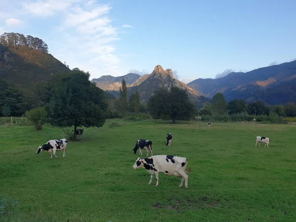 背景に山のある畑で黒と白の牛の美しいショット — ストック写真
