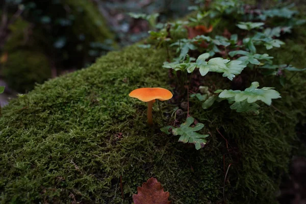 Een Oranje Melkmuts Paddestoel Groeiend Een Woud — Stockfoto