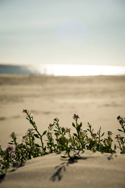 Seletivo Flores Que Crescem Uma Praia Areia Pela Manhã — Fotografia de Stock