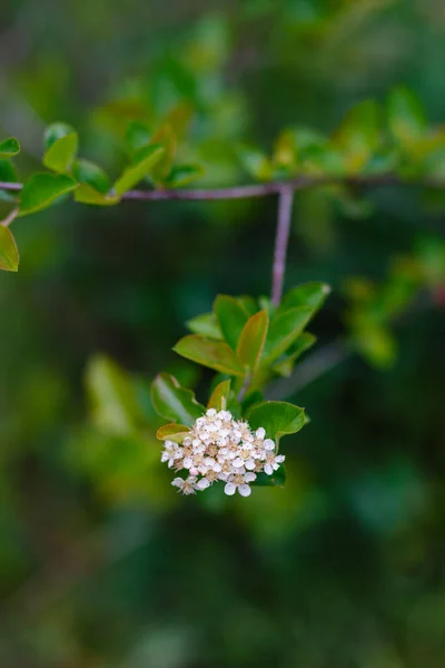 Tiro Close Uma Flor Árvore — Fotografia de Stock