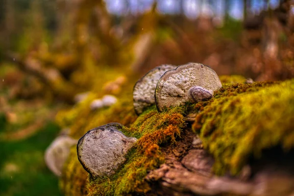 Tiro Foco Seletivo Tronco Árvore Musgosa Com Cogumelos Floresta — Fotografia de Stock