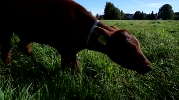 Une Jeune Femme Mange Herbe Regarde Caméra — Video