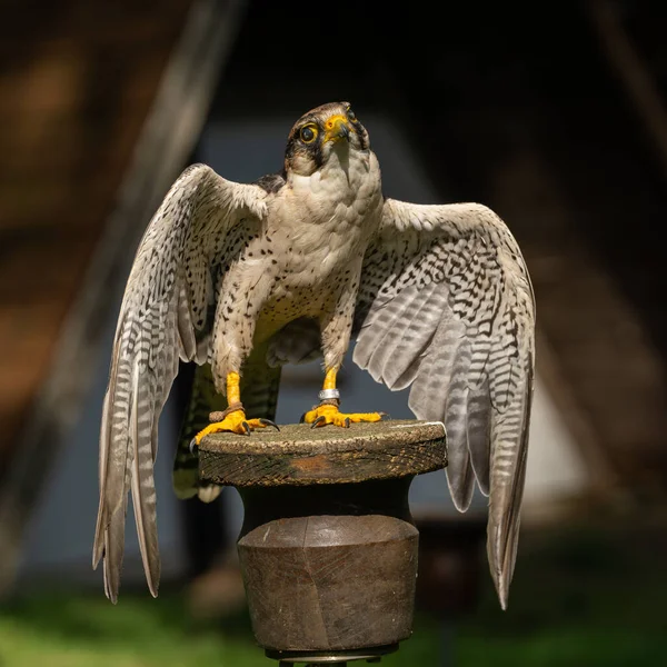 Eine Nahaufnahme Eines Schönen Weißen Falken Der Der Hölzernen Säule — Stockfoto