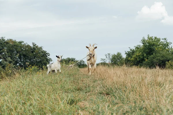 Une Belle Mère Blanche Chèvre Avec Son Enfant Attaché Sur — Photo