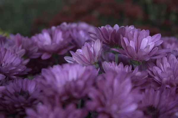 Beautiful View Purple Chrysanthemum Flowers Garden — Stock Photo, Image
