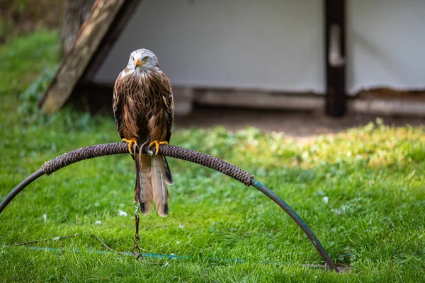 Ein Adler Thront Gefangenschaft Auf Einem Metallbogen — Stockfoto