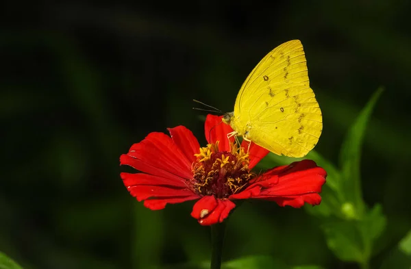 Closeup Shot Colias Erate Butterfly Blooming Red Flower — Stock Photo, Image