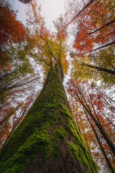 Een Prachtig Herfstlandschap Beierse Bossen Met Bomen Met Kleurrijke Bladeren — Stockfoto