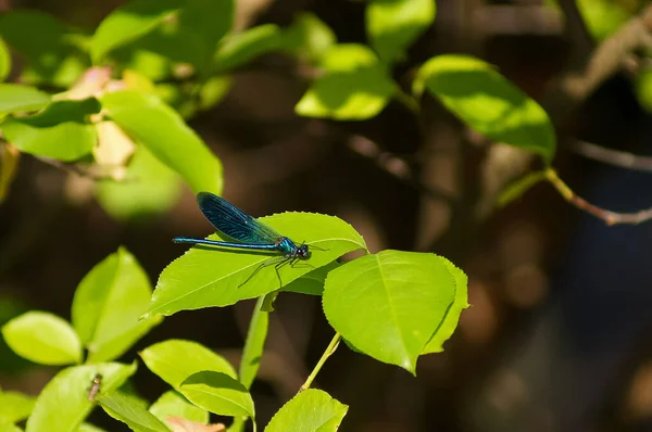 Closeup Blue Dragonfly Green Leaves — Stock Photo, Image