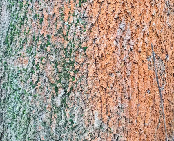 Close Tronco Árvore Pintado Verde Laranja — Fotografia de Stock