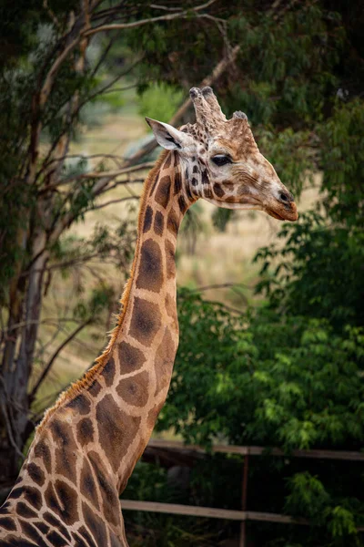 Svislý Výstřel Žirafy Parku — Stock fotografie