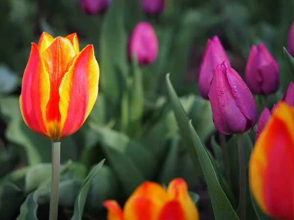 Close Tulipas Coloridas Foco Selecionado — Fotografia de Stock