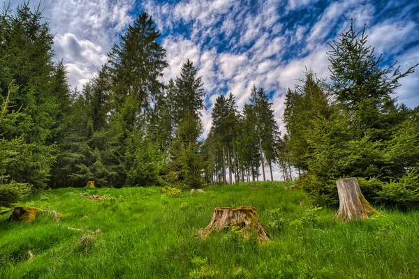 Zielony Las Gęstymi Świerkami Drzewa Wyciąć Pnie Drzew Pod Zachmurzonym — Zdjęcie stockowe