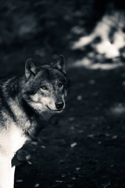Een Verticaal Grijswaarden Shot Van Een Wolf Een Woud — Stockfoto