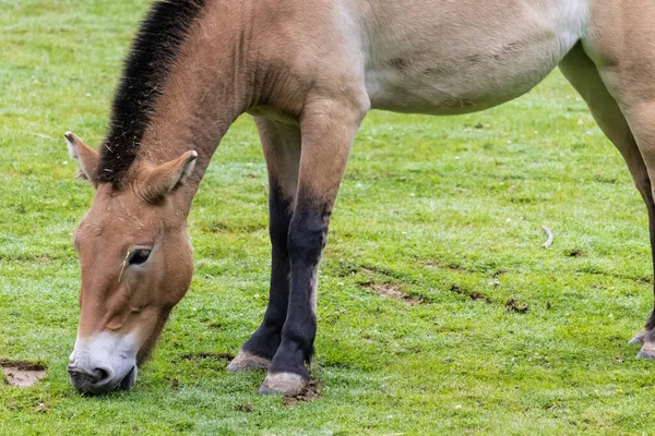 Nice Brown Horse Pastzing Field — стоковое фото