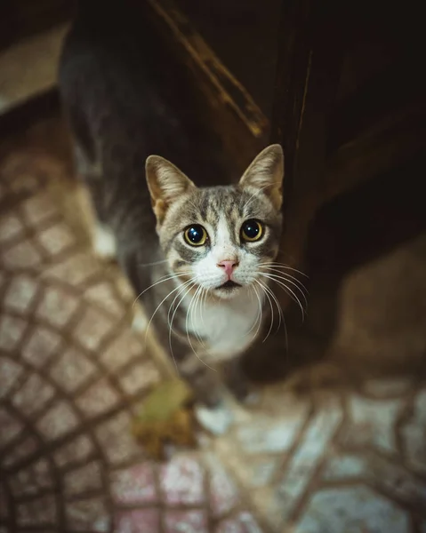 一只大眼睛宠物猫在铺着瓷砖的地板上行走时的软弱无力的焦点 — 图库照片