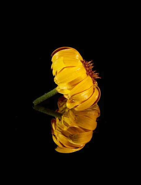 在黑色背景下的黄色向日葵的美丽形象 有倒影的侧视图 — 图库照片