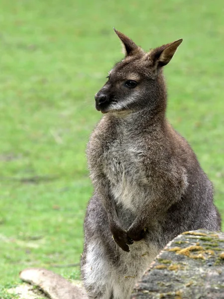 Een Verticaal Schot Van Een Schattig Kangoeroe — Stockfoto