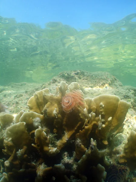 Úžasná Podmořská Příroda Rostlinami — Stock fotografie