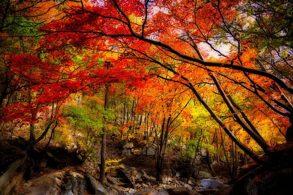 Una Impresionante Foto Bosque Lleno Hojas Colores Otoño Corea — Foto de Stock