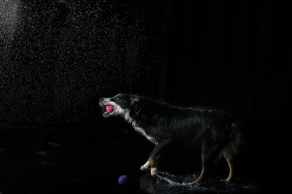 Chien Berger Australien Jouant Avec Une Balle Dans Une Pièce — Photo