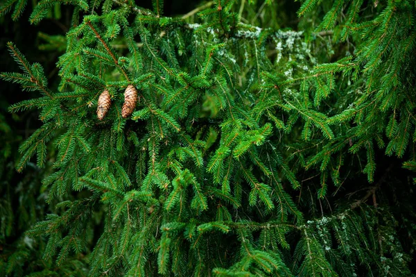 Gros Plan Une Branche Pin Dans Forêt — Photo