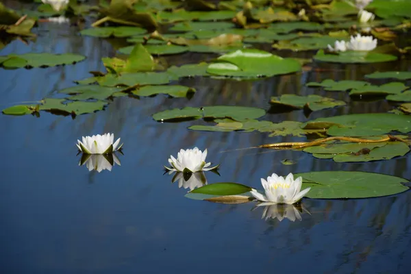Неглубокий Фокус Красивой Белой Воды Лили Nymphaea Alba Цветы — стоковое фото