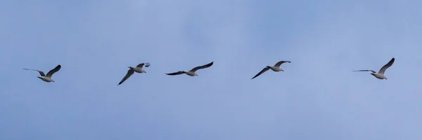 Panoramic Shot Birds Flock Flying Sky — Stock Photo, Image