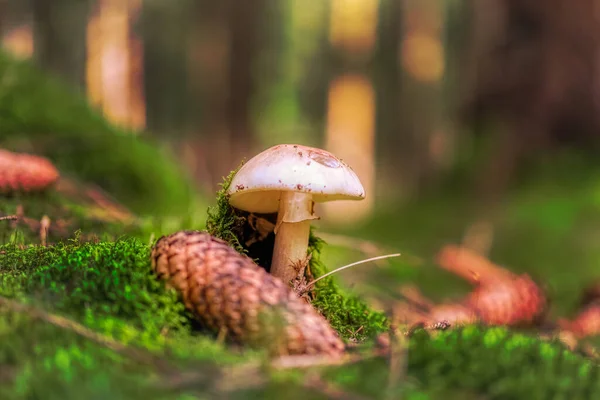 森の苔むした地面に小さな白いキノコとコーンの選択的なフォーカスショット — ストック写真