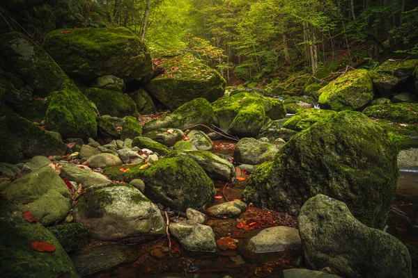 Beautiful Natural Landscape Bavarian Forest Greenery River Wolfensteiner Ohe Germany — Stock Photo, Image