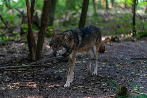 Hermoso Lobo Acechando Bosque — Foto de Stock