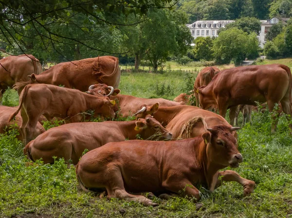 Egy Csorda Barna Tehén Fekszik Fűben Napon — Stock Fotó