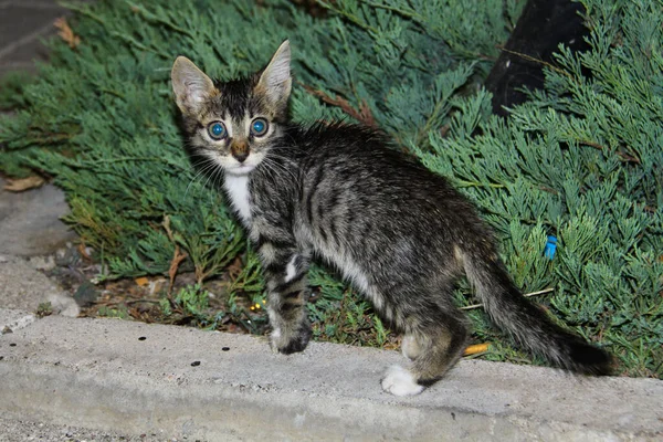 公園の猫が — ストック写真