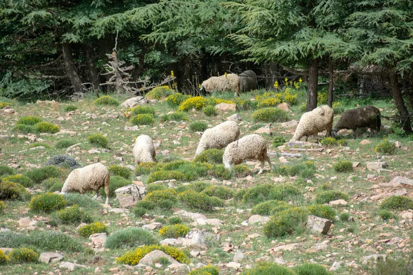 Scenic View Chelia National Park Atlas Cedar Forest Cedrus Atlantica — стокове фото