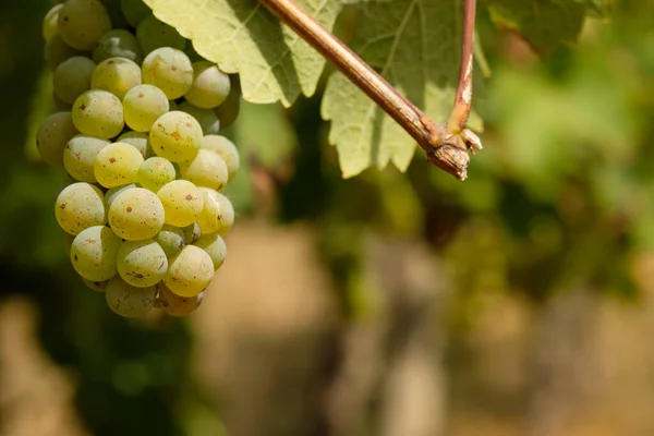 Een Close Shot Van Rijpe Groene Druiven Een Wijngaard — Stockfoto
