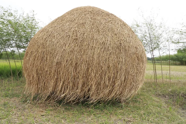 Het Gras Dat Gemaaid Gedroogd Voor Gebruik Als Voeder — Stockfoto