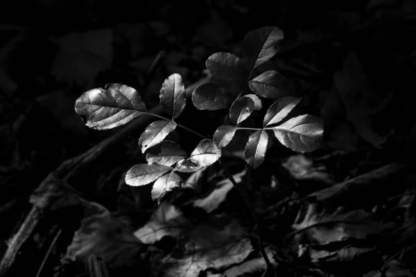 Detailní Záběr Černé Bílé Malé Větve Krásnými Listy Pod Světlem — Stock fotografie