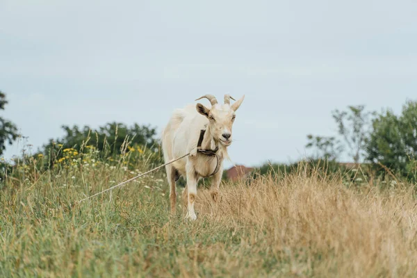 Piękna Biała Koza Przywiązana Liny Stepie Ponury Dzień — Zdjęcie stockowe