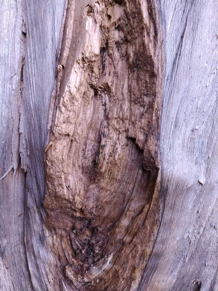 树皮上一个洞的特写 — 图库照片