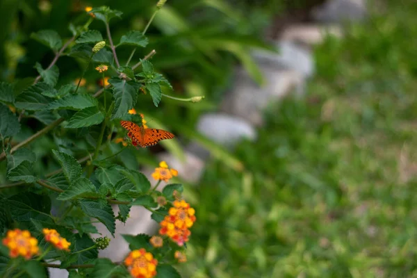 Eine Nahaufnahme Des Monarchfalters Auf Orangefarbener Lantana Ausgewählte Schwerpunkte — Stockfoto