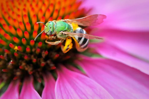 Ένα Κοντινό Πλάνο Της Echinacea Purpurea Ανατολικό Πορφυρό Κωνοφόρο Μια — Φωτογραφία Αρχείου