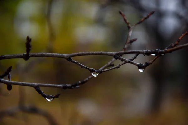 Płytkie Ognisko Gałęzi Drzewa Wiszącymi Kroplami Deszczu Idealne Tło — Zdjęcie stockowe
