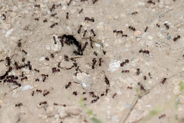 アリのコロニーの閉鎖ショット — ストック写真