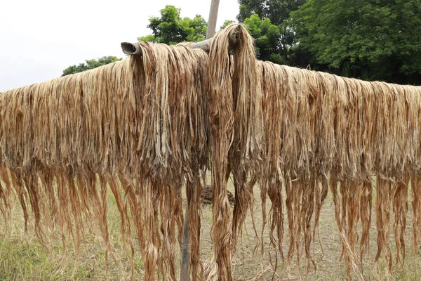 The raw jute fiber hanging under the sun for drying.