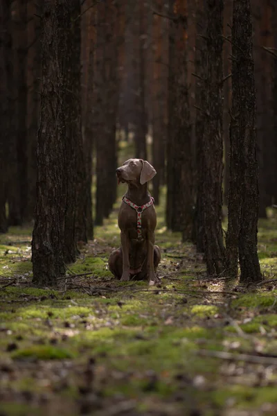 Weimaraner Pies Siedzi Zielonym Lesie Wysokimi Drzewami — Zdjęcie stockowe