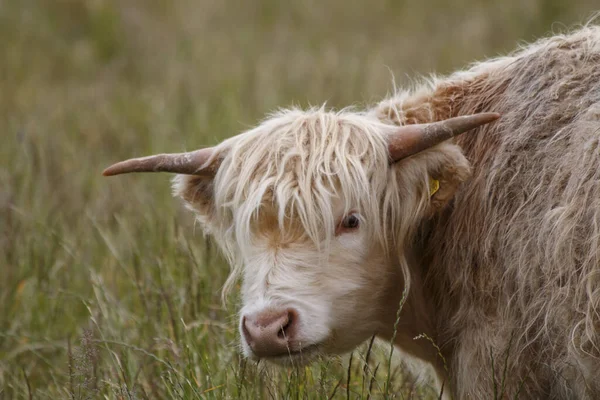 Retrato Una Vaca Marrón Las Highland Campo — Foto de Stock