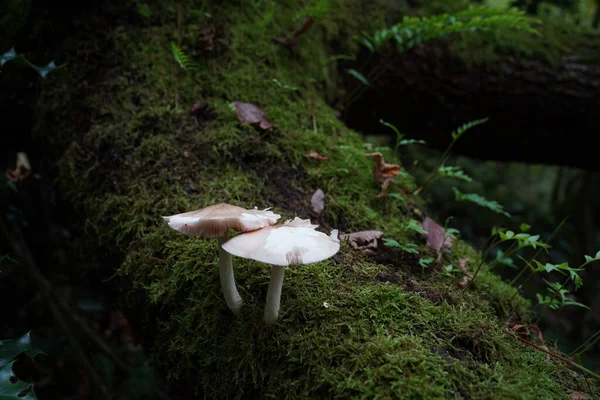 Een Close Shot Van Twee Witte Pluteus Paddestoelen — Stockfoto