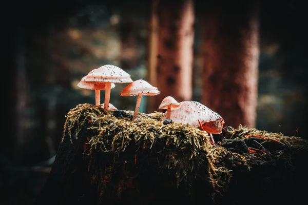 Primer Plano Las Setas Silvestres Que Crecen Los Bosques Baviera —  Fotos de Stock