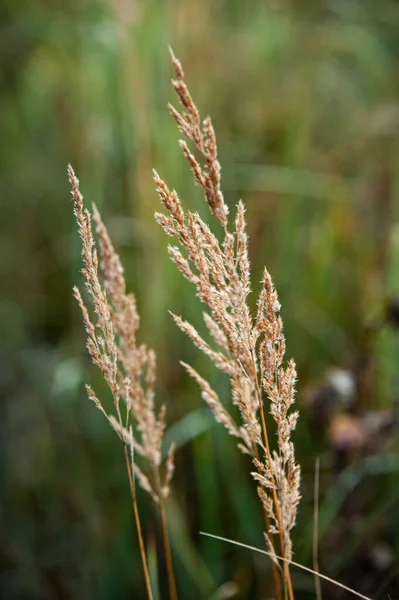 Una Selettiva Erba Dorata Nel Campo — Foto Stock